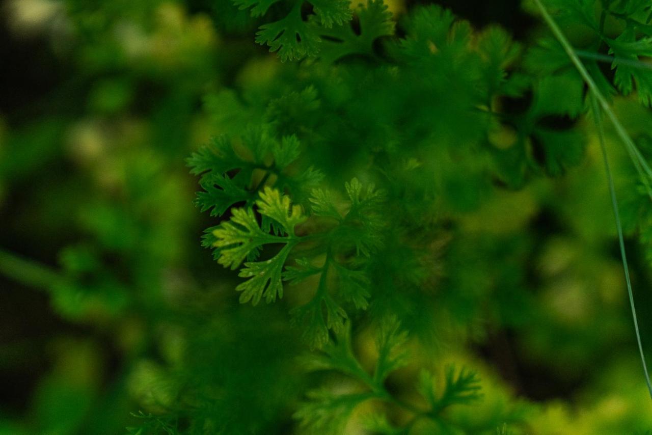 Amaya Kasauli Exteriér fotografie